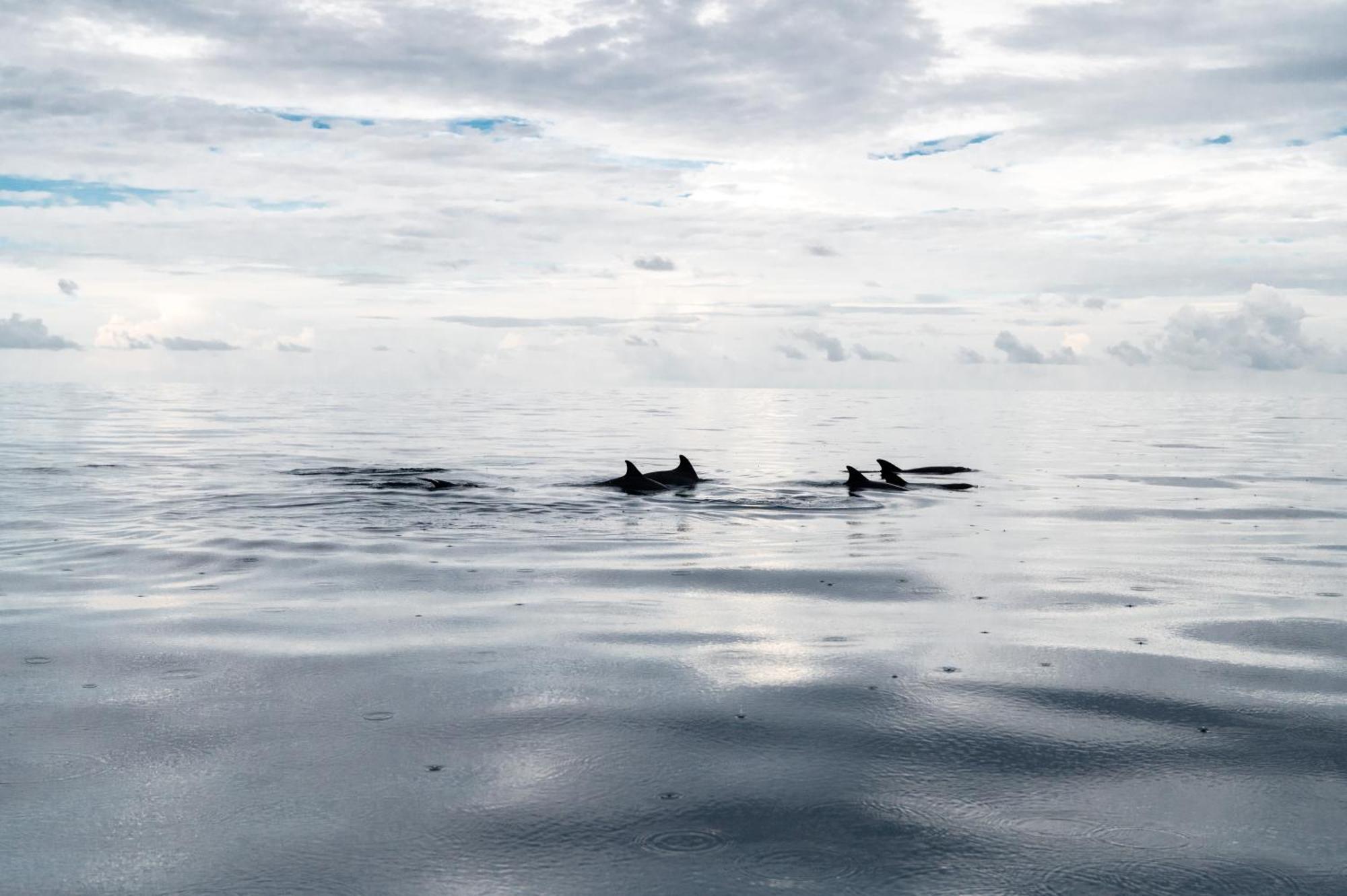 Biosphere Inn Dharavandhoo Eksteriør bilde